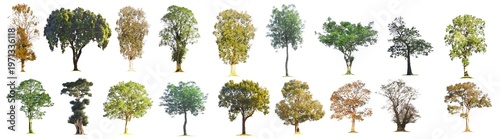 Many colorful trees in Asia, numerous trees against a white background.