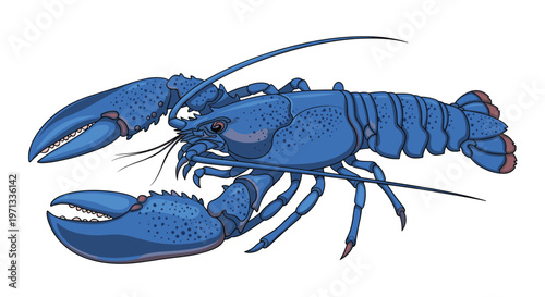 Realistic illustration of a rare blue lobster with detailed shell textures and long antennae on a white background.