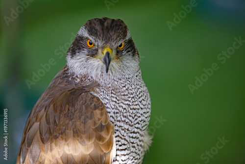 Goshawk, looking at the camera.