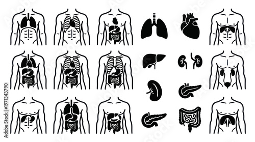 Medical Human Anatomy Organs Glyph Icons Set - Internal Body Parts Vector Line Art