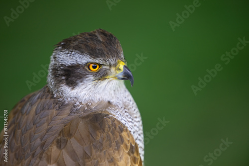 Side profile of a goshawk.