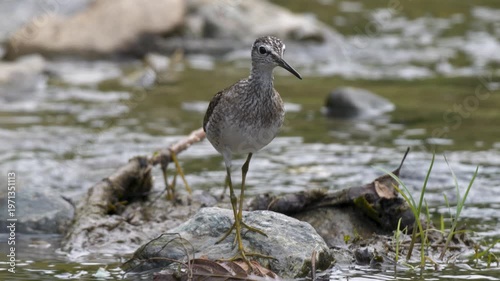 Wood Sandpiper (Tringa glareola) is a species of woodcock and a migratory bird. They live near freshwater, seaside, lakes, ponds, streams. They can feed on insects, crustaceans, mollusks.