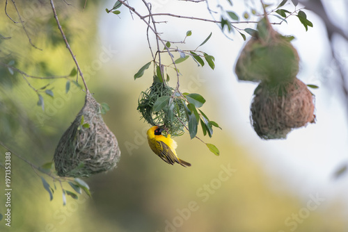 Tablou pe pânză Southern Masked Weaver building a nest above the Chobe RIver.