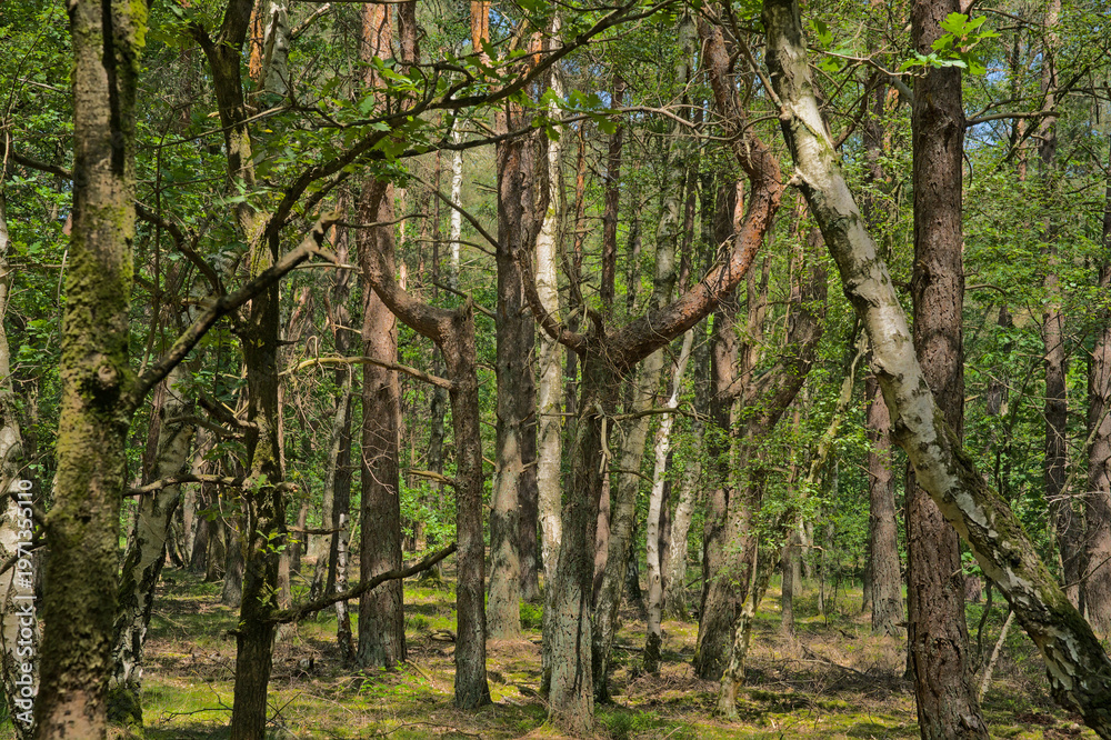 Fototapeta premium Sunny forest in the flemish countryside. spring oak grove in Hoge Kempen national park, Genk, Flanders, Belgium 