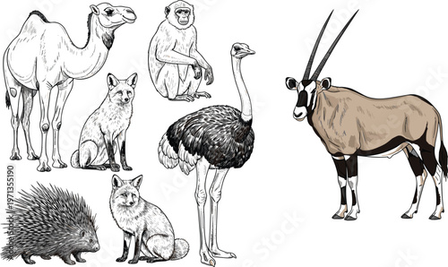 Wild Animals Vector Set with Camel, Monkey, Ostrich, Oryx, Fox, and Porcupine Illustrations in Realistic and Sketch Styles for Wildlife, Educational, and Print Projects
