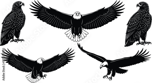 Detailed black and white eagle silhouette collection featuring soaring bald eagles with spread wings perched majestic predatory birds and powerful flying raptor vector illustrations