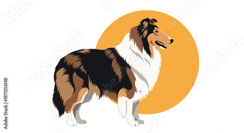 Beautiful rough collie dog with a thick tricolor coat stands proudly against a warm orange circular background.