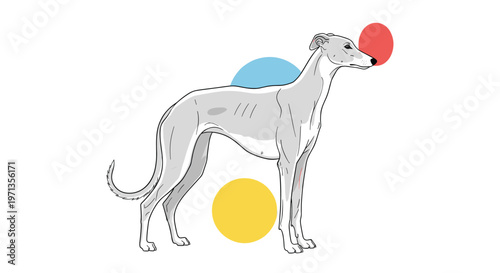 Elegant whippet dog stands gracefully in profile against a background of simple blue and red geometric shapes.