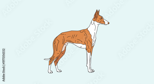 Elegant ibizan hound dog standing in profile with a lean athletic build and tan and white coat pattern on a light blue background.
