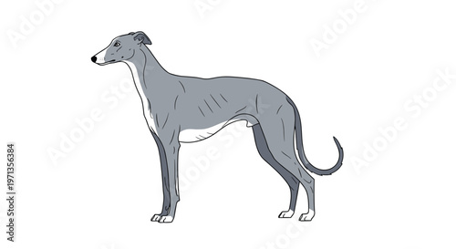Lean greyhound or whippet dog standing in profile with a slender build and short grey coat shown against a plain white background.