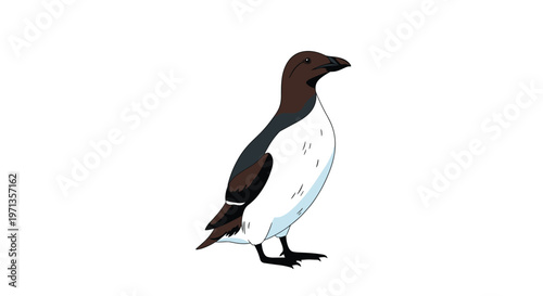 Detailed illustration of a razorbill auk standing sideways with its distinctive black and white plumage and thick bill on a white background.