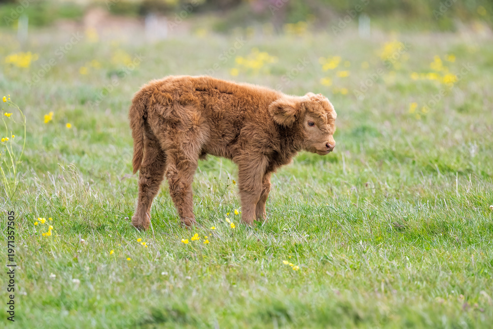 Fototapeta premium Highland calf in a field, close up