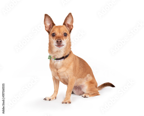 Bild auf Leinwand Small dog sitting on white background