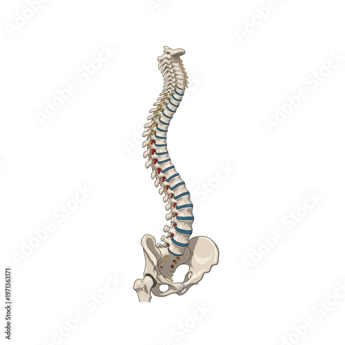 Human Spine and Pelvis Anatomy Illustration