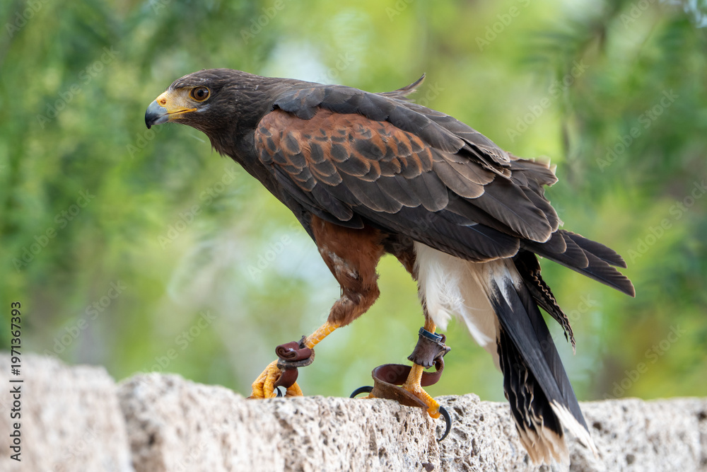 Fototapeta premium Harris's hawk.