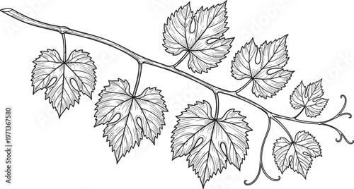 Canada Day Detailed hand drawn grape vine branch with leaves and tendrils isolated on white background for vintage botanical illustration vector