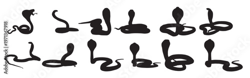 cobra snakes silhouette on white background