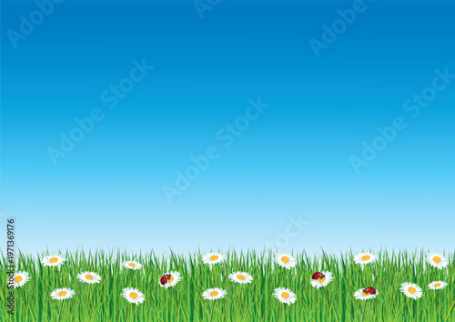 A4 flyer for spring with daisies and ladybugs. Horizontal hand-drawn vector illustration.