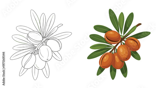 Illustration of argan nuts on a branch with leaves is presented in two versions one as a black outline and one in full realistic colors.