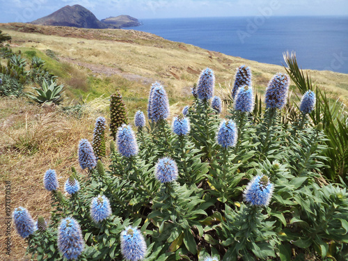 blau blühender Natternkopf an der Küste der Insel  Madeira (Portugal)