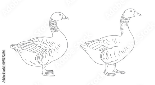 Cute goose bird standing simple outline drawing for coloring book page black and white isolated.