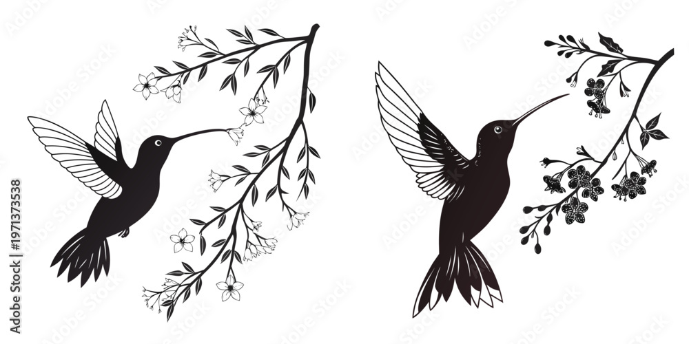 Fototapeta premium Black and white illustration of hummingbirds with flowering branches