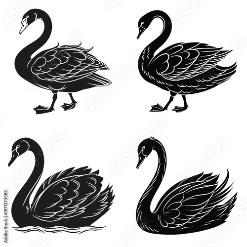 Set of black swans in different poses and movements  animals