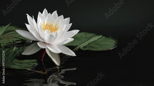 Serene White Lotus Blooming on Dark Water Surface with Green Leaves