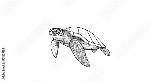 Sea Turtle Illustration