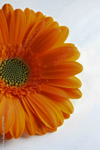 A single orange flower sits on a clean white surface