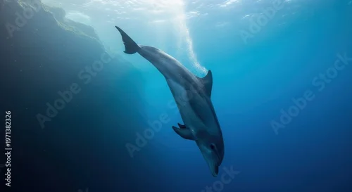 Fototapeta Graceful dolphin diving steeply downwards in sunlit ocean depths, showcasing marine life and underwater beauty.