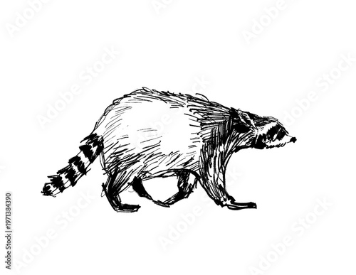 Photos Hand Drawn Black and White Sketch Running Raccoon Illustration