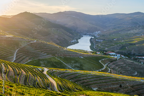 Fotografía Pine trees in the foreground frame the Douro River and sunlit terraced slopes at sunrise in Portugal's Douro Valley