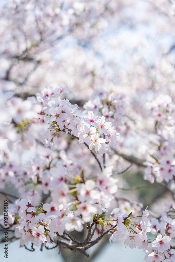 Fototapeta premium 桜