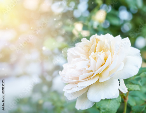gorgeous floral art, vivid roses with delicate details, serene bouquet highlighting complex textures and colors, splendid flower presentation featuring intricate petal patterns and calming