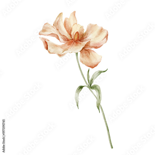 Schilderij op canvas Watercolor card of pale coral meadow flower with green leaves and stem