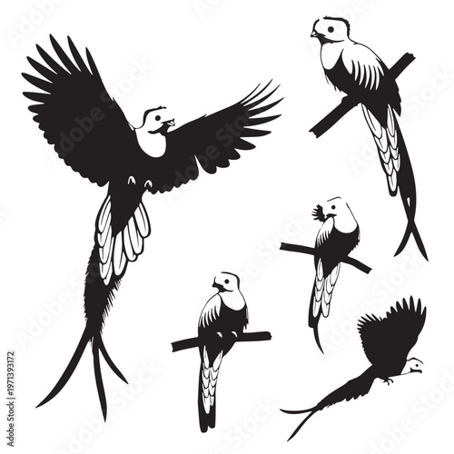 Black Resplendent quetzal Silhouette Vector, High Quality Illustration on White Background