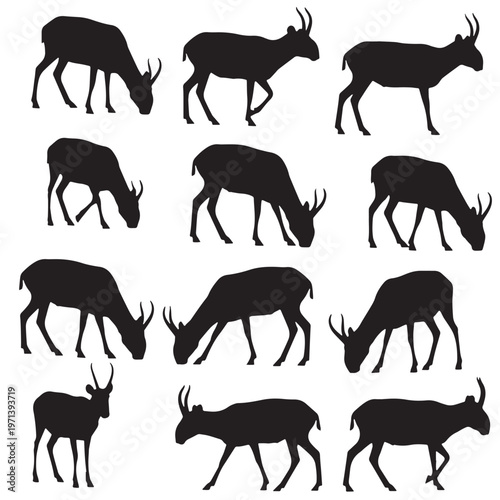 Black Saiga antelope  Silhouette Vector, High Quality Illustration on White Background