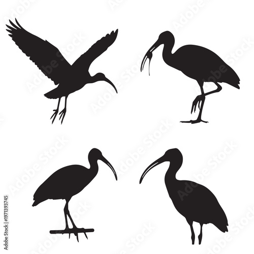 Black Scarlet ibis Silhouette Vector, High Quality Illustration on White Background