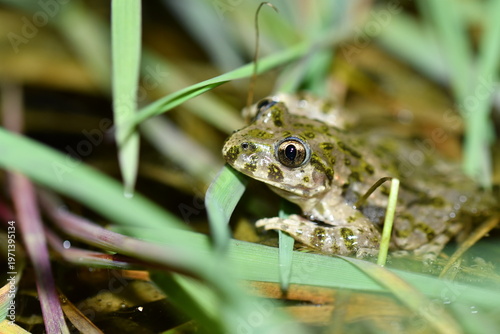 Tableau sur toile Common Parsley Frog (Pelodytes punctatus) hiding in green grass, macro of a spot