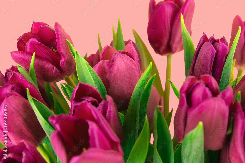 Obraz premium Magenta tulip bouquet blooming close up on pink background