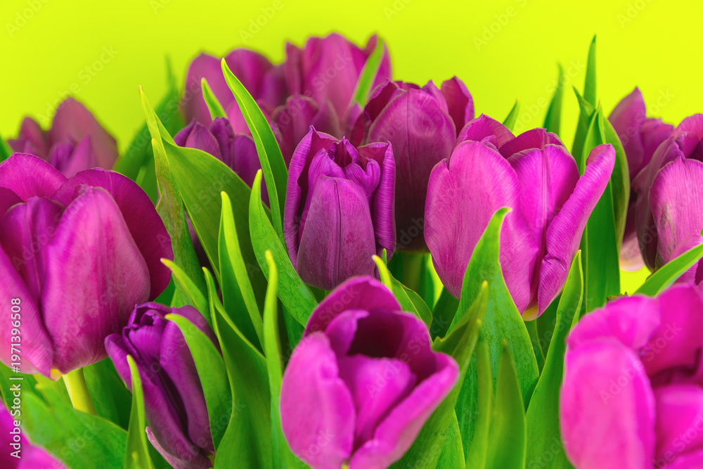 Fototapeta premium Purple tulips blooming against bright yellow green background