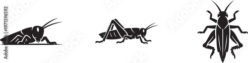 Fotografie Grasshopper icon in solid style isolated vector insect illustration
