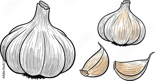 Garlic bulb and cloves hand drawn vector set. Vintage engraved food illustration style. Organic kitchen ingredient elements for cooking and packaging design.