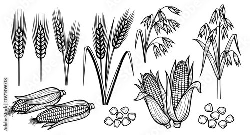 Grains and Corn Black and White Illustration Set Vector