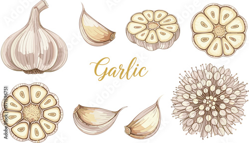Garlic botanical illustration with bulb, cloves and flower. Hand drawn vintage food vector with lettering for organic kitchen and packaging design.