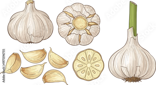 Garlic botanical vector set with bulb, cloves, slice and flower. Hand drawn vintage food illustration. Organic ingredient elements for cooking and kitchen design.
