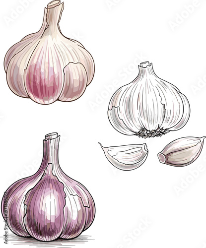 Garlic bulbs and cloves hand drawn vector set. Vintage style organic food illustration. Fresh kitchen ingredient elements for cooking, grocery and packaging design.