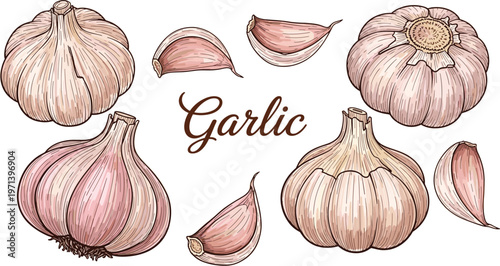 Garlic hand drawn vector set with bulbs and cloves. Vintage style food illustration with lettering. Organic spice elements for cooking, kitchen and packaging design.