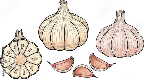 Garlic bulbs, cloves and slice hand drawn vector illustration. Vintage style organic food elements. Fresh kitchen ingredient set for cooking and grocery design.